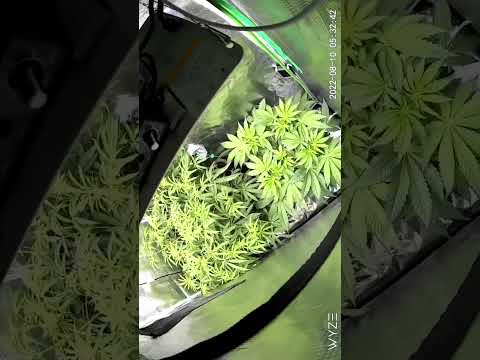 Get it by any means possible🔥🆙 #Timelapse￼￼ #spiderfarmer #sf1000 #sf2000 @SpiderFarmer