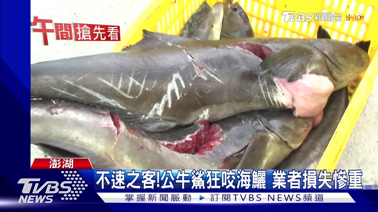 兇暴「公牛鯊」闖箱網 猛咬海鱺500餘尾