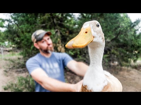 We Hated Our Ducks, THEN WE DID THIS!