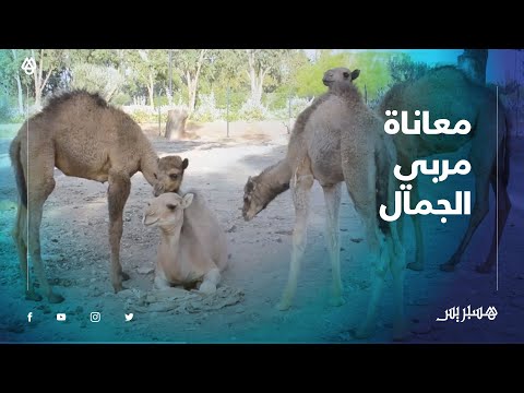 أزمة كورونا وغياب السياحة يؤثران سلبا على مربيي الجمال بمراكش