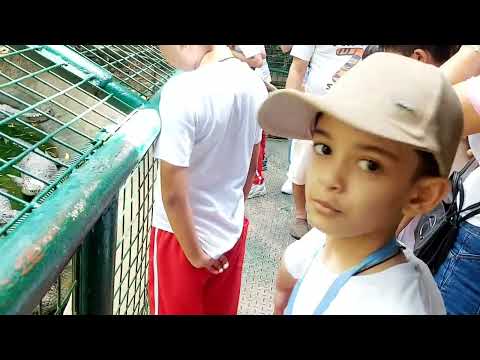Face to Face with a Giant Tigers and a Crocodile + Feeding | Zoobic Safari, Subic Bay 