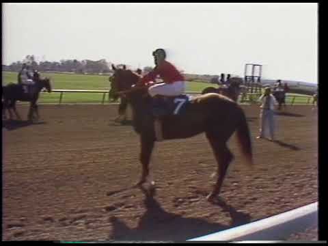 Alydar at Keeneland 1978 Blue Grass