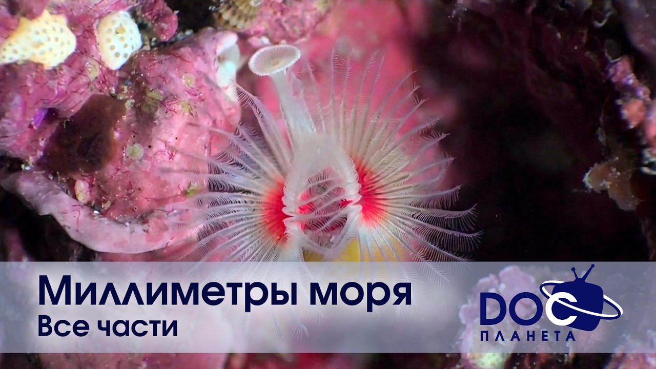 Миллиметры моря. Все части - Документальный фильм