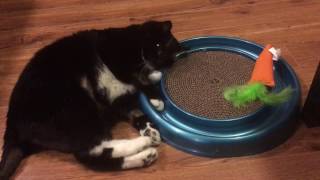 Cat Sitting a Special Tuxedo Cat!