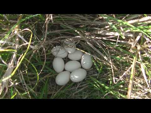 , title : 'Patos, cisne y ganso Esperanza Santa Fe Argentina 2022'