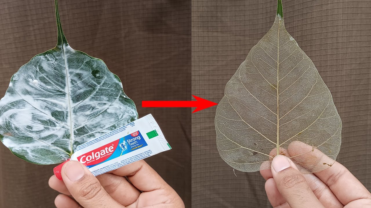 How will you remove chlorophyll from a leaf short answer?