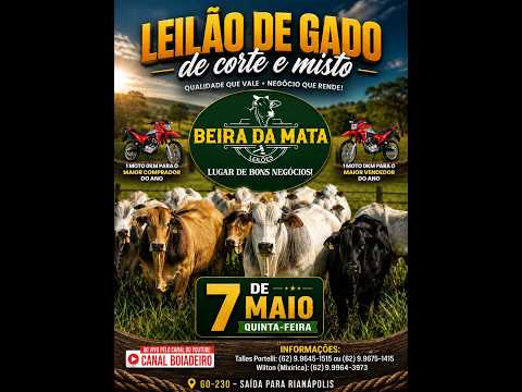 Beira da Mata Leilões - Uruana GO - Leilão de Gado de Corte em Goiás @canal.boiadeiro #live #gado