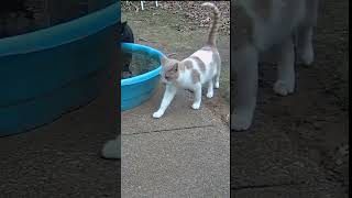 “You Won’t Believe What These Two Cats Do at the Pool! 😱🐱💦”