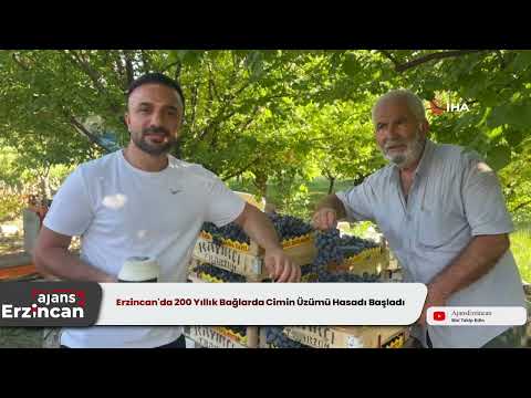 Erzincan'da 200 Yıllık Bağlarda Cimin Üzümü Hasadı Başladı