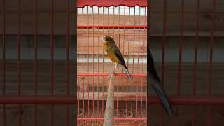 Download lagu Kenari isian love bird mantapppp....... mp3