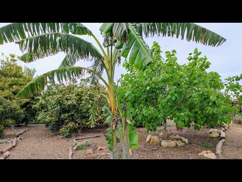 Mind blowing Subtropical Fruit Tree Collection in Portugal p Part 2