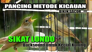 Download lagu KECIAL VS SIKATAN LONDO... mp3