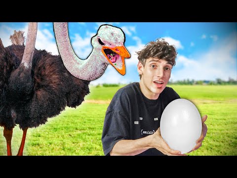 ROBÉ el HUEVO a un AVESTRUZ y ME LO COMÍ 😰