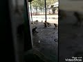 Monkey And Dog SEX
