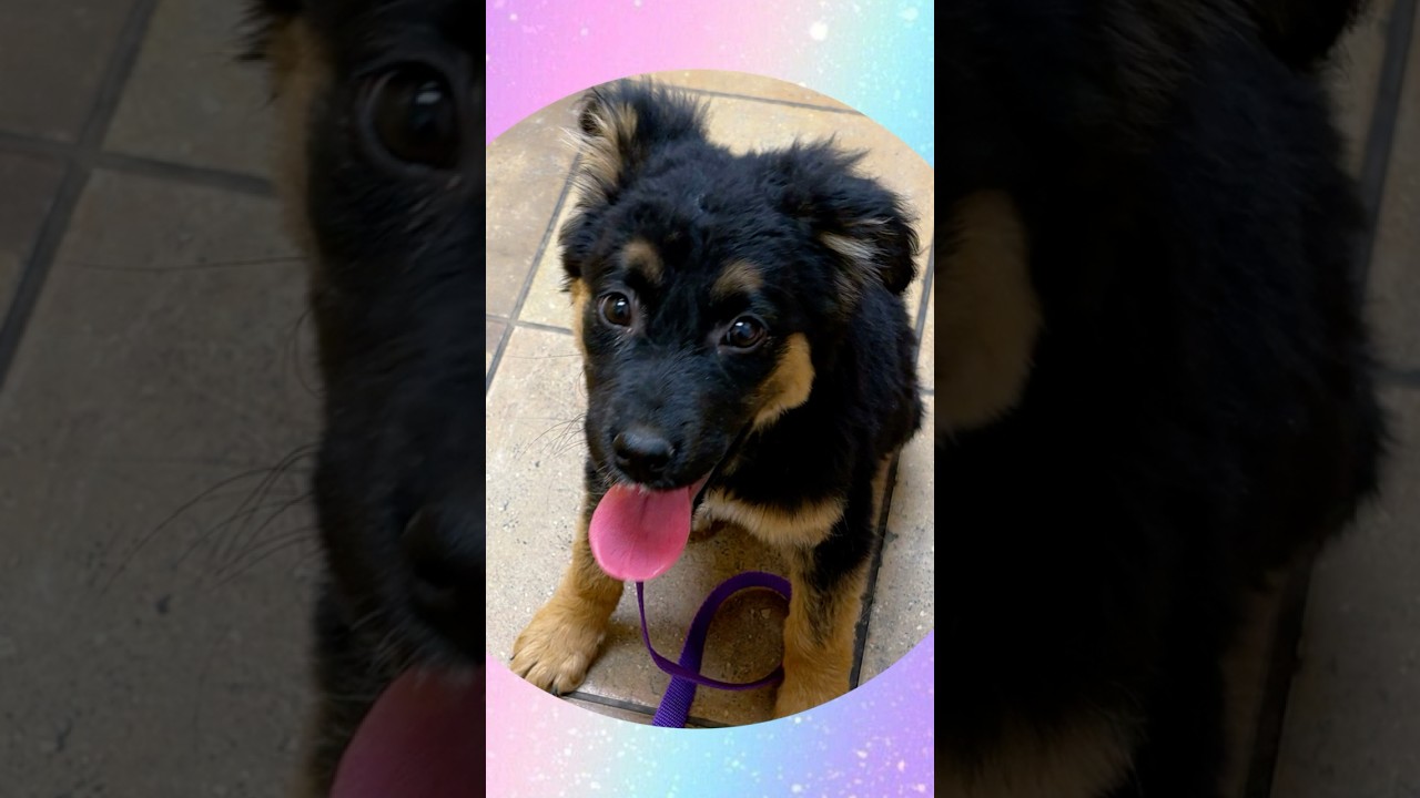 Enlarge ABBEY Adventure Buddy!, an adopted mixed breed in Queen Creek, AZ video 6/6