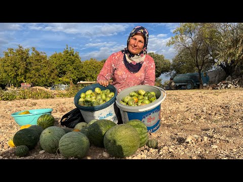 WE RUINED THE LARGE GARDEN / TOMATOES / WATERMELONS / OKRA / A HURRY DAY IN THE VILLAGE 👩‍🌾