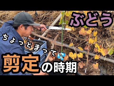 秋と冬につるをいつ剪定するか、どのように、なぜ