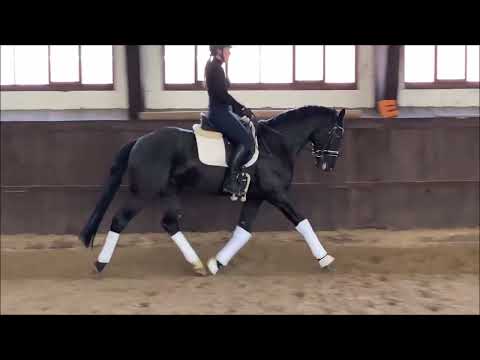 MORGANITE, 2018, Marc Cain x Fleury