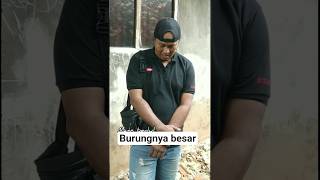 Download lagu Burungnya besar 🤣🤣 #lucu mp3