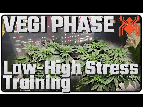 🍁 VEGI Methoden zum LST, Topping & Super Cropping 🍁 Organischer Grow im Spider Farmer SF2000 EVO SET