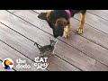 Stray Kitten Picks A Dog As Her Mom The Dodo Cat Crazy