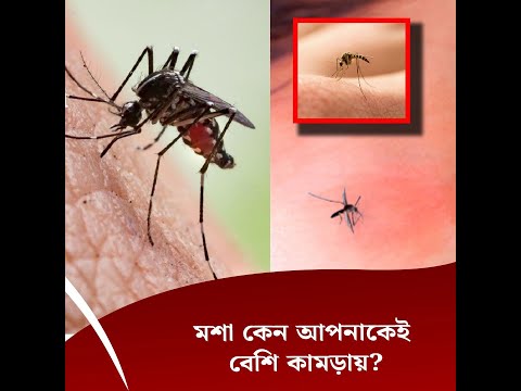 মশা কেন আপনাকেই বেশি কামড়ায়