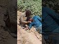 Non Venomous Sand Boa Snake Hunting In The Fields