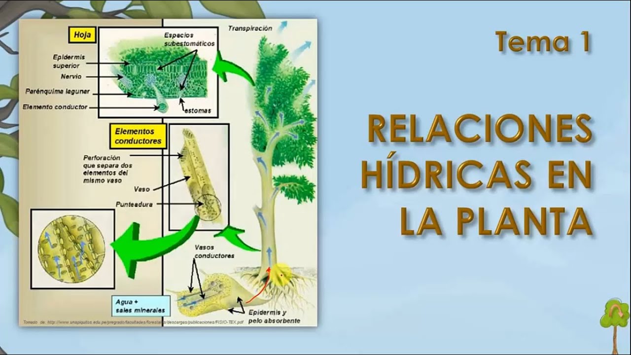 Agua en las plantas 1  RELACIONES HÍDRICAS EN LA PLANTA