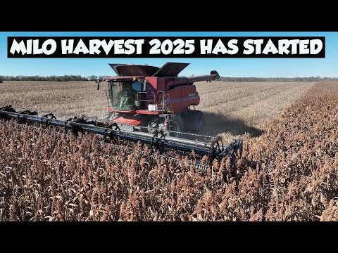 MILO HARVEST IN ALABAMA AT TRIPLE R FARMS