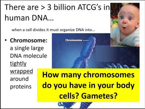 Human Biology Lecture: Ch 6- Reproduction at the Cellular Level Part 1