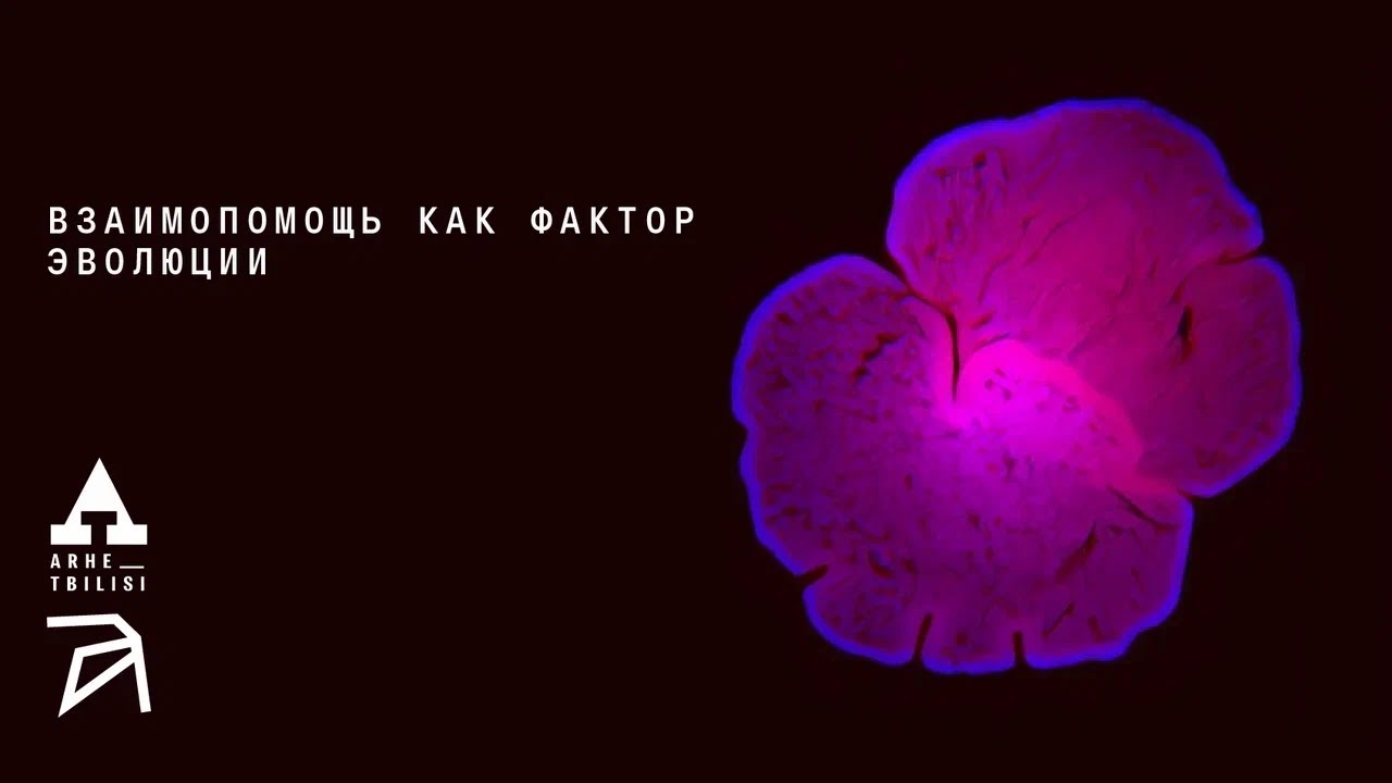 Взаимопомощь как фактор эволюции | Симха Борман