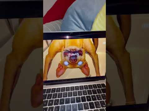 DID BAD HOPE BITE VINCI? 😭