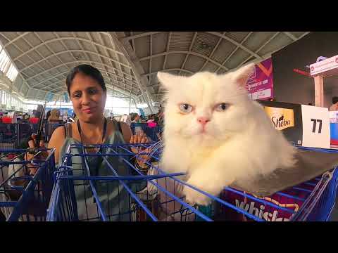 CAT SHOW AT VASHI EXHIBITION CENTRE 22052022