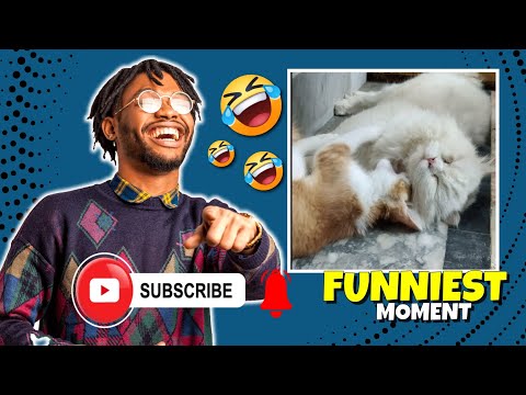 Cats Funniest Movements | Cats Playing | Subhan Vlogs #shorts