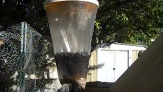 How to Kill Flies  Ugly, Discusting Fly Trap that Works Great