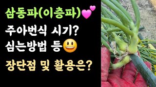 삼동파 주아번식???? 심는시기 및 방법? ???? 삼동파 장단점 및 활용은? ????