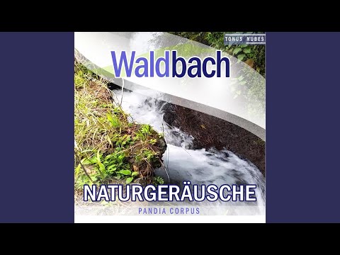 Waldbach Naturgeräusche