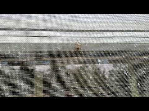 Stink Bugs Invade Home in Avenel, NJ