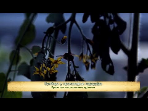 ZNAČAJNA ULOGA BUMBARA U OPRAŠIVANJU PARADAJZA