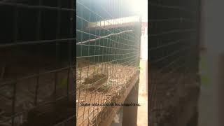 Download lagu kicau asli sikatan rimba coklat (SRC) - brown chested flycatcher #kicaumania #kicau #sikatan mp3