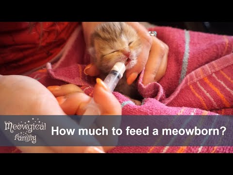 ✔️ How much and how often should I feed a newborn kitten?