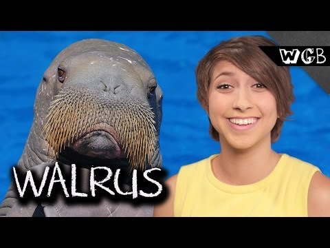 海象為什麼有鬍子？ (Why Do Walruses Have Mustaches?)