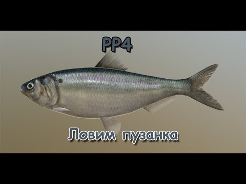 Русская Рыбалка 4 (Russian Fishing) Пузанок #1