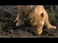Documentary Nature - The Pack Lions