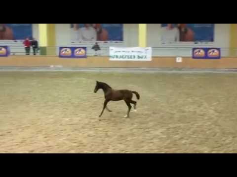 2. Reservesiegerfohlen Bundeschampionat 2016: Goldberg x San Amour *verkäuflich*