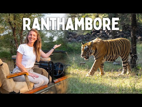 Inside India's FAMOUS Tiger Reserve | Ranthambore National Park 🇮🇳