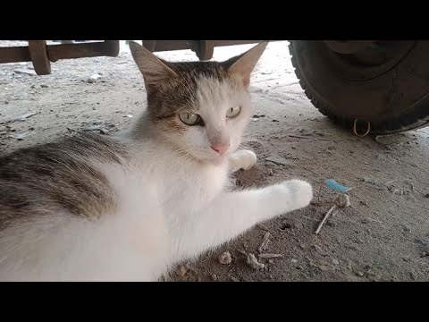 rescue cats very beautiful and very nice and #so happy