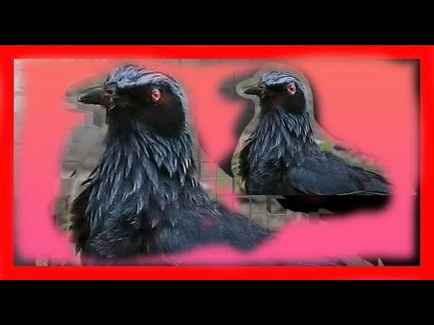 Drozdec modrý (Melanotis caerulescens) — spev a hlas v prírode