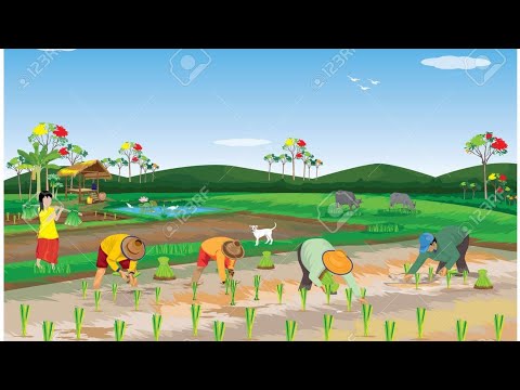 Trasplante de Arroz en  Ferreñafe /Lambayeque /Perú 