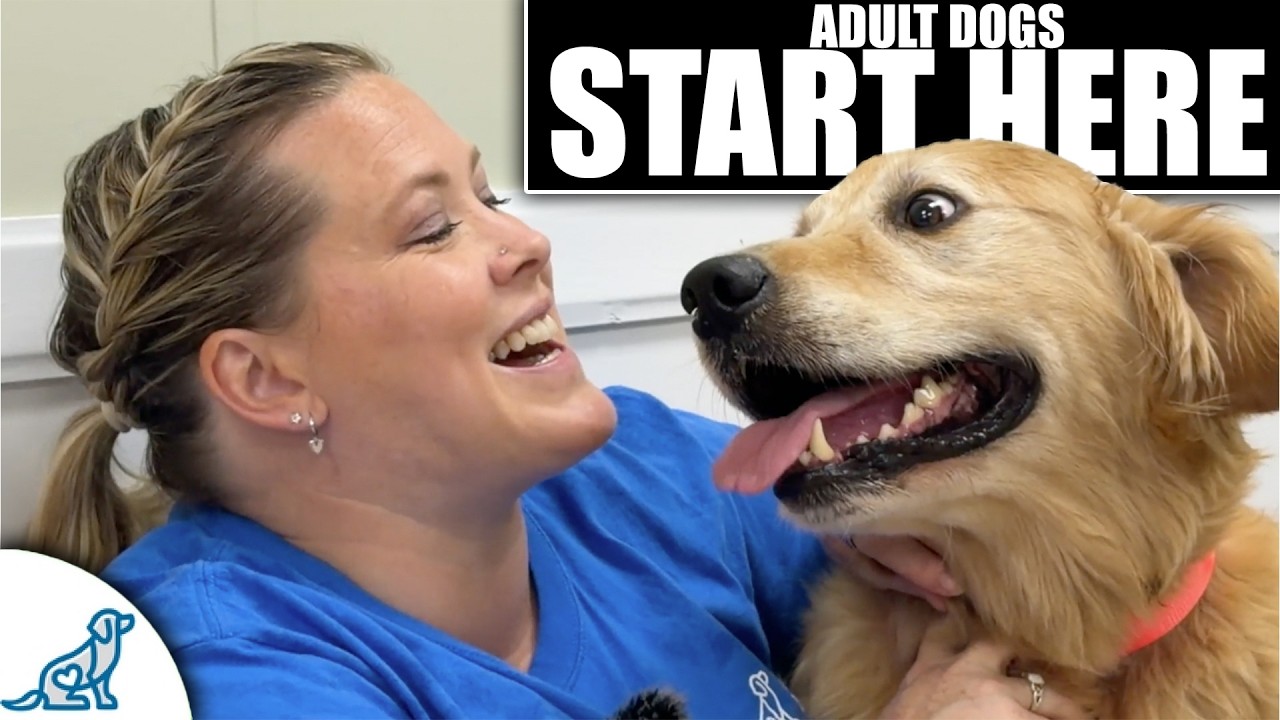 First Steps For Training Your Rescue/Rehomed/Adult Dog!